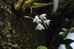 Coelogyne breviscapa